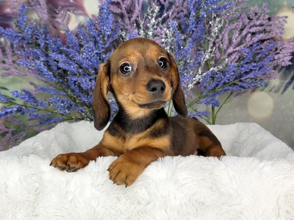 Dachshund DOG Female Red 1942 Petland Lancaster