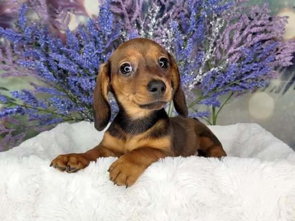 Dachshund DOG Female Red 1942 Petland Lancaster, Ohio