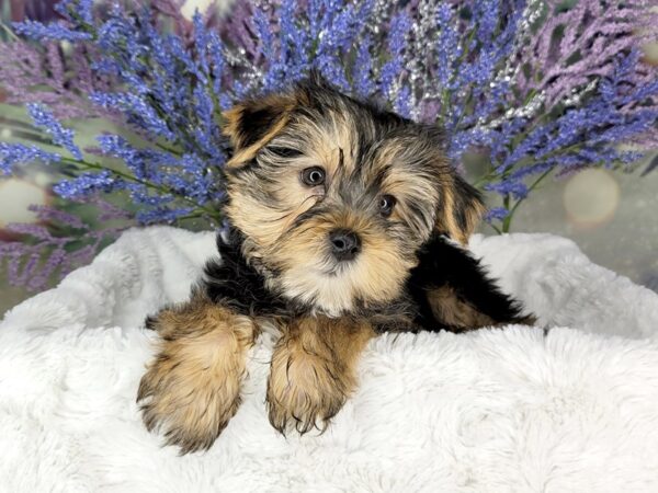 Yorkshire Terrier DOG Male Black / Tan 1946 Petland Lancaster, Ohio