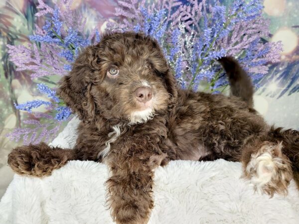 Mini Newfypoo-DOG-Female-Chocolate-1944-Petland Lancaster, Ohio