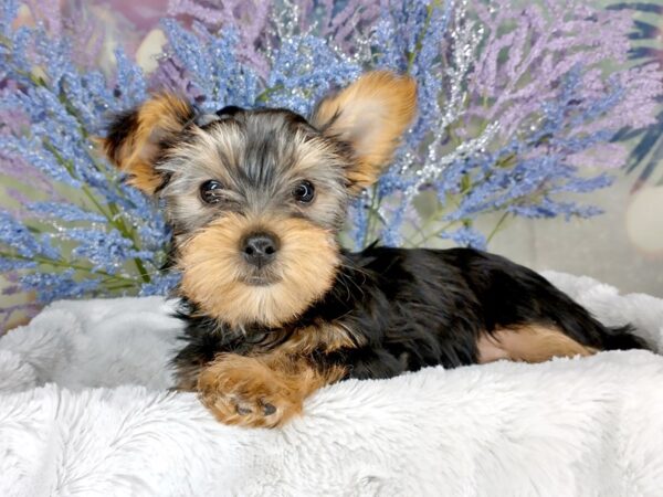 Yorkshire Terrier DOG Female Black and Tan 1948 Petland Lancaster, Ohio