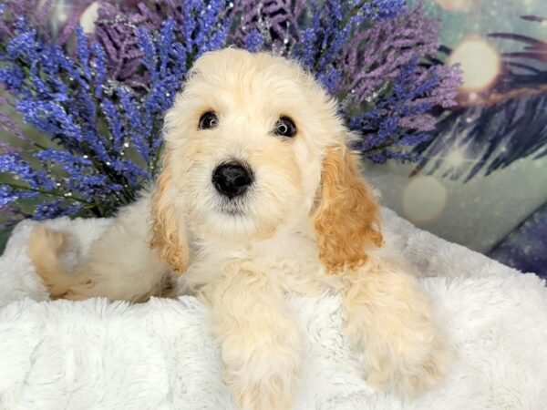 Cavapoo DOG Male Cream 1952 Petland Lancaster, Ohio