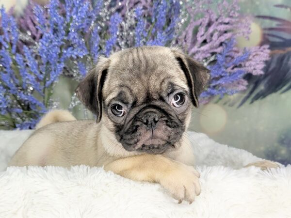 Pug-DOG-Female-Fawn-1951-Petland Lancaster