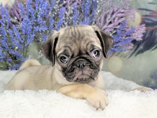 Pug DOG Female Fawn 1951 Petland Lancaster, Ohio