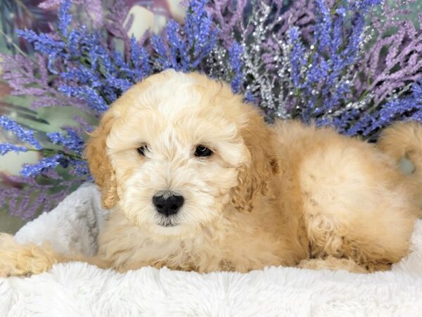 F3 Mini Goldendoodle DOG Female cream 1949 Petland Lancaster, Ohio