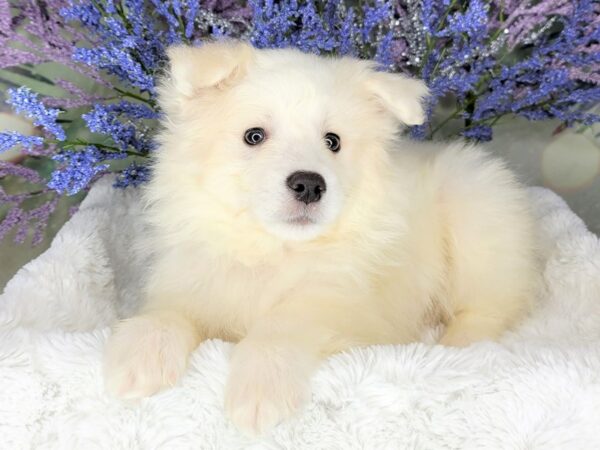 American Eskimo Dog-DOG-Male-White-1950-Petland Lancaster, Ohio