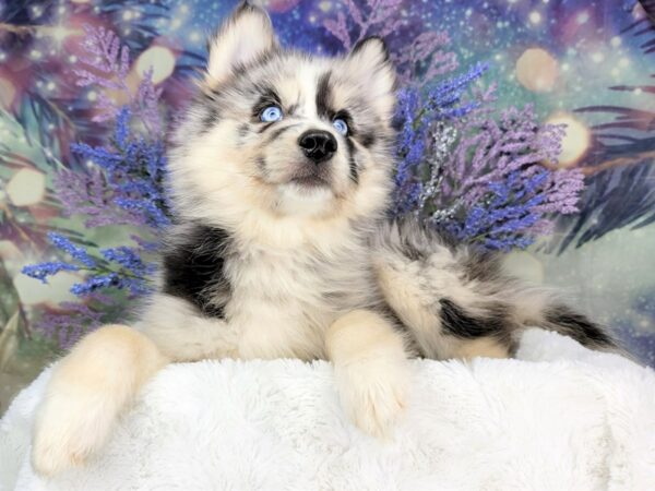 Pomsky DOG Male Blue Merle 1943 Petland Lancaster, Ohio