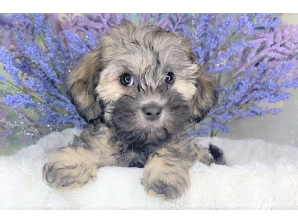 Havanese-DOG-Female-brwn blk-1904-Petland Lancaster, Ohio