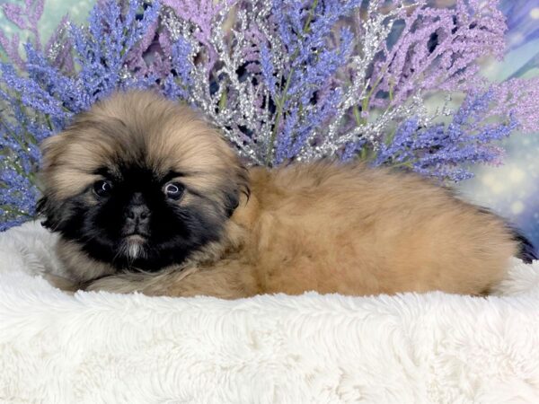 Pekingese DOG Male brown white 1920 Petland Lancaster, Ohio