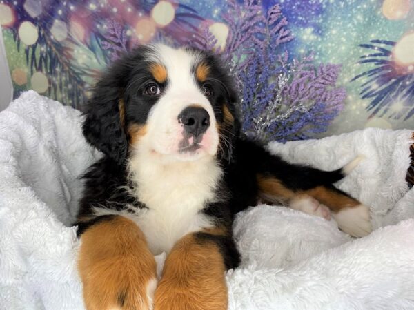 Bernese Mountain Dog DOG Male blk tn wht 1925 Petland Lancaster, Ohio