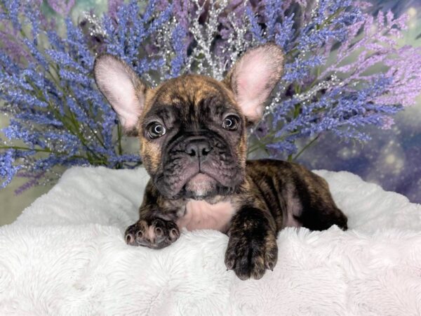 French Bulldog DOG Male Brindle 1932 Petland Lancaster, Ohio