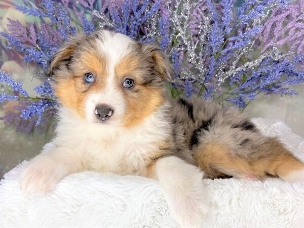 Miniature Australian Shepherd DOG Female Blue Merle 1931 Petland Lancaster, Ohio