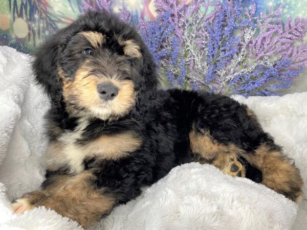 Bernadoodle DOG Female Black 1924 Petland Lancaster, Ohio