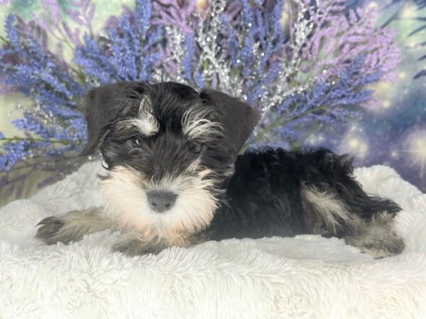 Miniature Schnauzer DOG Male Black / Silver 1935 Petland Lancaster, Ohio