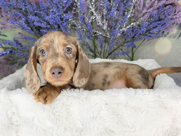 Dachshund-DOG-Male-Silver-1940-Petland Lancaster, Ohio