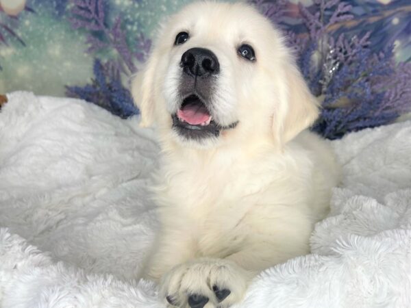 Golden Retriever DOG Male Cream 1936 Petland Lancaster, Ohio