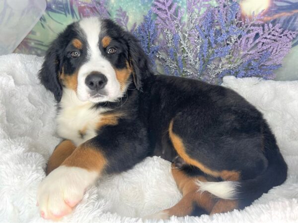 Bernese Mountain Dog DOG Male tri 1937 Petland Lancaster, Ohio