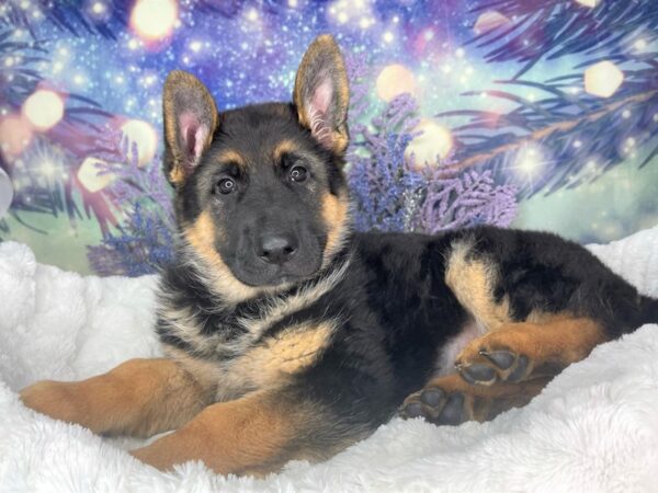 German Shepherd DOG Female blk tan 1938 Petland Lancaster, Ohio