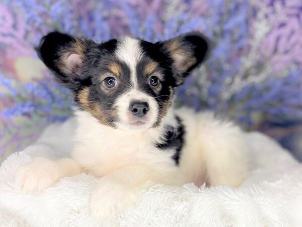 Papillon DOG Male Black White / Tan 1954 Petland Lancaster, Ohio