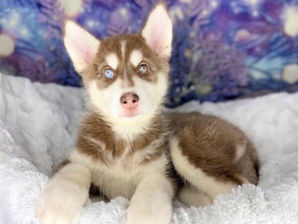 Siberian Husky DOG Female Red / White 1955 Petland Lancaster, Ohio