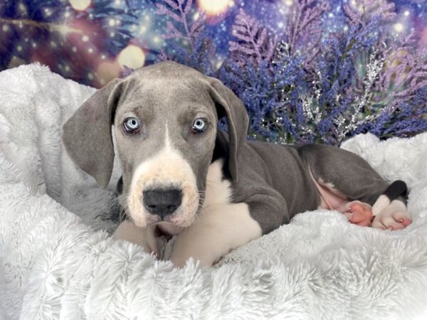 Great Dane-DOG-Female-Blue / White-1963-Petland Lancaster