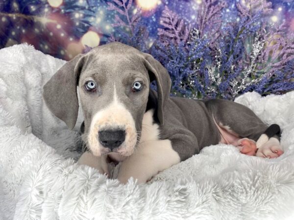 Great Dane DOG Female Blue / White 1963 Petland Lancaster, Ohio