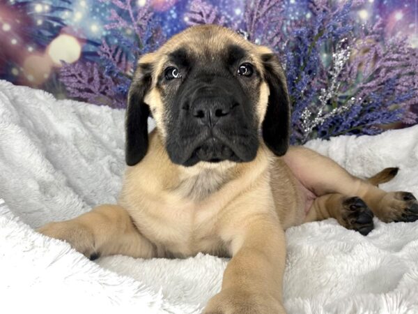 English Mastiff-DOG-Female-Fawn-1962-Petland Lancaster, Ohio