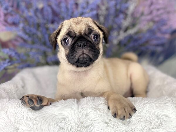 Pug DOG Male FAWN 1958 Petland Lancaster, Ohio