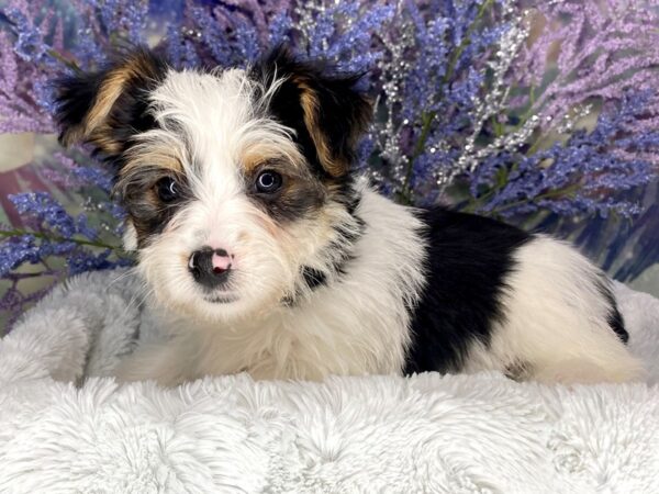 Morkie DOG Male Parti 1953 Petland Lancaster, Ohio