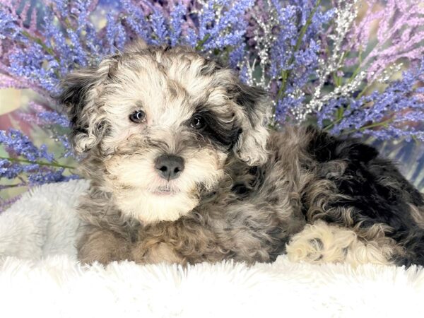 Miniature Poodle DOG Male Blue Merle 1964 Petland Lancaster, Ohio