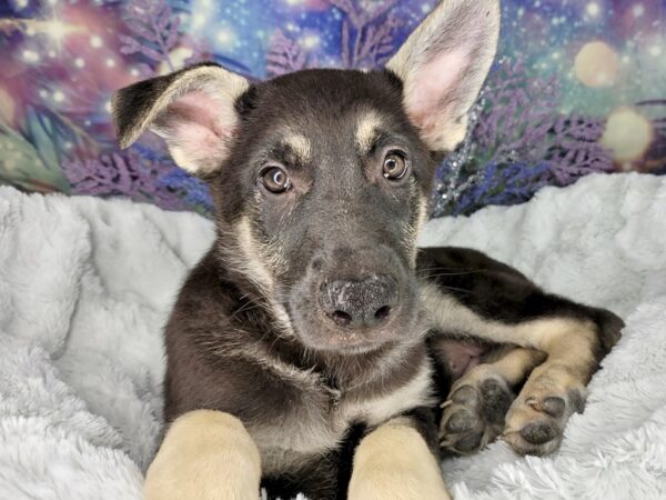 German Shepherd Dog DOG Female Black / Silver 1965 Petland Lancaster, Ohio