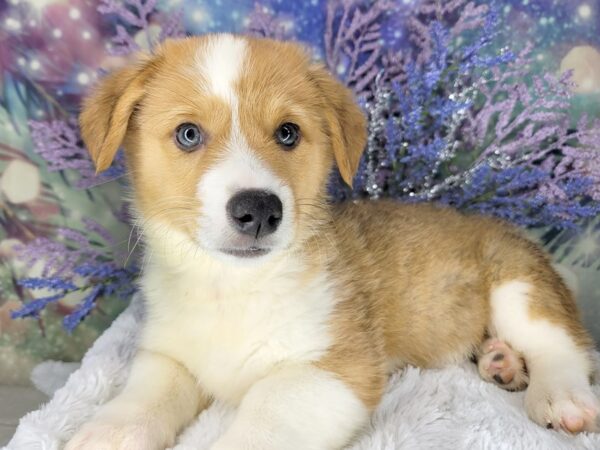 Pembroke Welsh Corgi DOG Male Red 1966 Petland Lancaster, Ohio