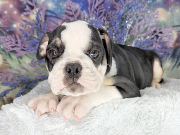 Bulldog DOG Male Black 1968 Petland Lancaster, Ohio