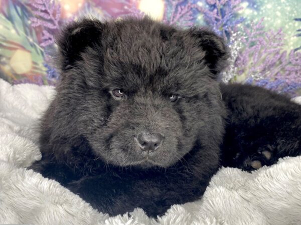 Chow Chow DOG Male Black 1973 Petland Lancaster, Ohio