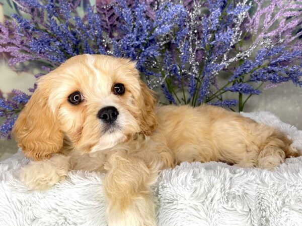 Cavachon DOG Female Apricot 1972 Petland Lancaster, Ohio