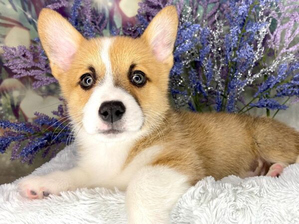 Pembroke Welsh Corgi DOG Male Sable / White 1971 Petland Lancaster, Ohio