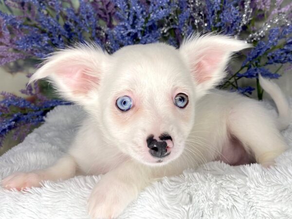 Chihuahua DOG Male White 1970 Petland Lancaster, Ohio