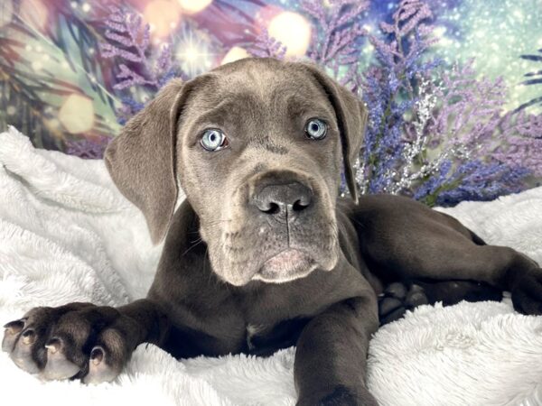 Cane Corso DOG Male Blue 1969 Petland Lancaster, Ohio