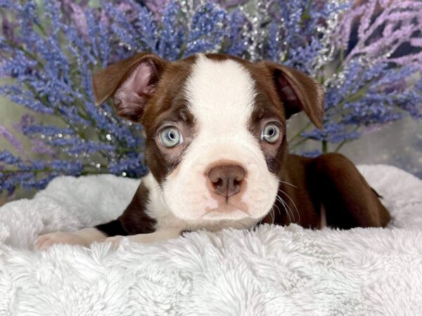 Boston Terrier DOG Male red / wht 1981 Petland Lancaster, Ohio