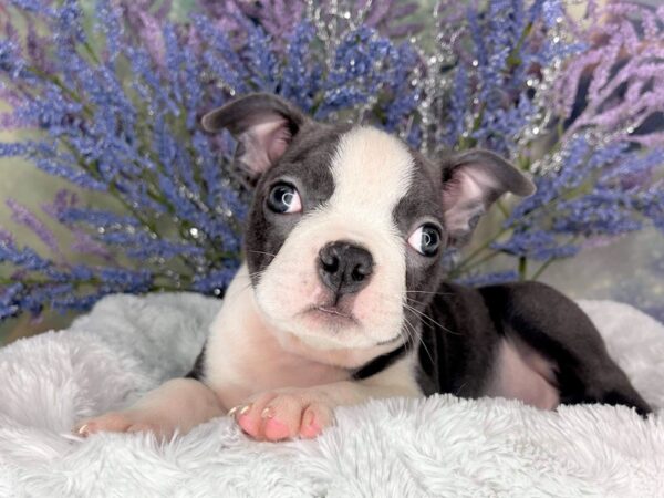 Boston Terrier DOG Male blue/wht 1982 Petland Lancaster, Ohio