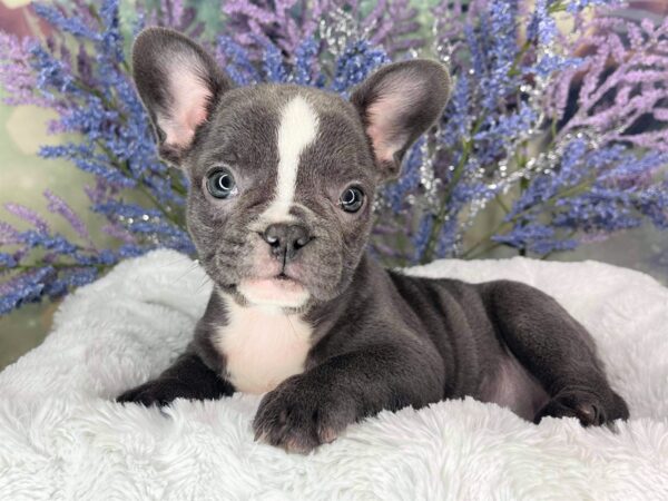 French Bulldog DOG Female blue and white 1980 Petland Lancaster, Ohio