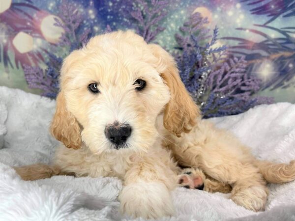 Goldendoodle 2nd Gen DOG Female Golden 1976 Petland Lancaster, Ohio