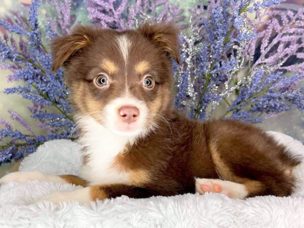 Miniature Australian Shepherd DOG Female Red 1975 Petland Lancaster, Ohio