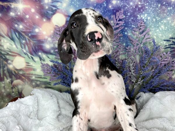 Great Dane DOG Male Blue Harlequin 1990 Petland Lancaster, Ohio