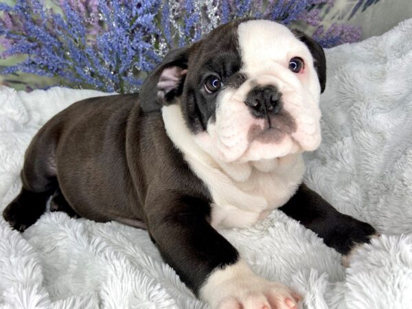 Bulldog DOG Female Black / White 1988 Petland Lancaster, Ohio