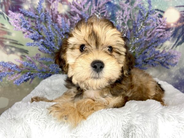 Yochon-DOG-Male-Golden-1986-Petland Lancaster, Ohio