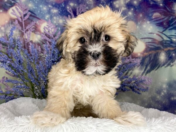 Lhasa Apso DOG Male BROWN WH 1985 Petland Lancaster, Ohio