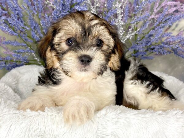 Teddy Bear DOG Female BROWN WH 1984 Petland Lancaster, Ohio