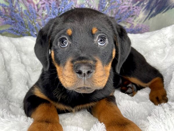 Rottweiler DOG Female Black & Tan 1983 Petland Lancaster, Ohio