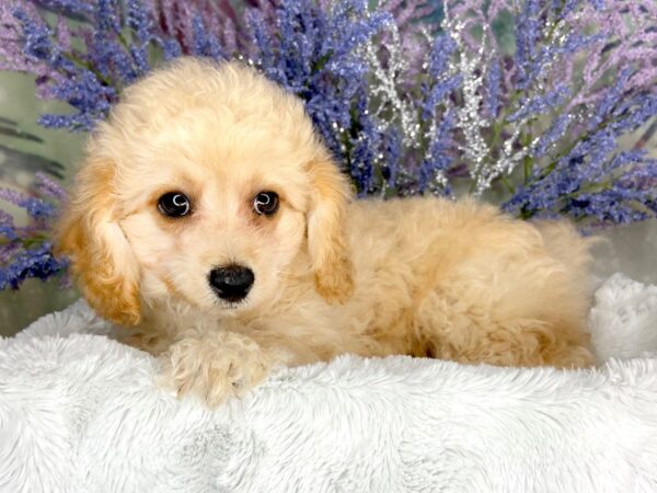 Bichapoo DOG Female Apricot 1978 Petland Lancaster, Ohio